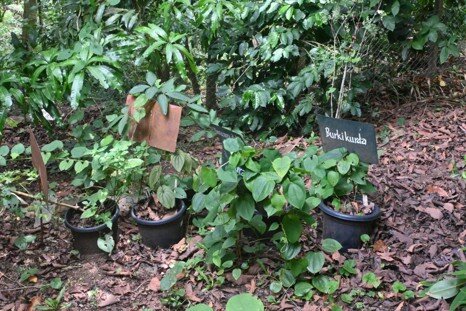 Dioscorea (yams) in pots within an enclosure