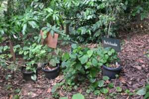 Dioscorea (yams) in pots within an enclosure