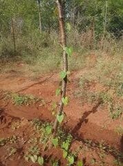 Dioscorea (yams) planted directly in the ground