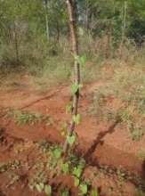 Dioscorea (yams) planted directly in the ground