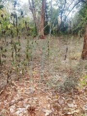 Dioscorea (yams) planted directly in the ground