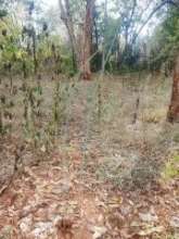 Dioscorea (yams) planted directly in the ground
