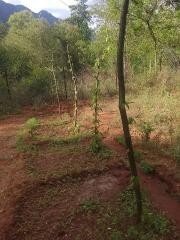 Dioscorea (yams) planted directly in the ground
