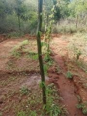 Dioscorea (yams) planted directly in the ground
