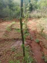 Dioscorea (yams) planted directly in the ground