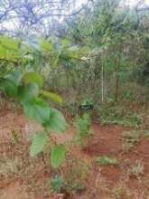 Dioscorea (yams) planted directly in the ground