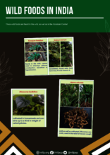 A sample of the documentation work on forest foods