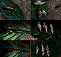 fresh caught fish from the wild!