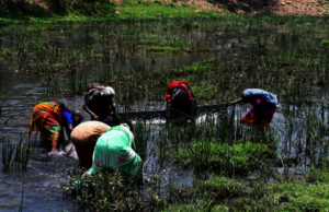 women fishing together for food