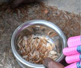 Winged termite swarmers collected for consumption