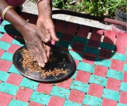 The termites are dewinged to make them edible