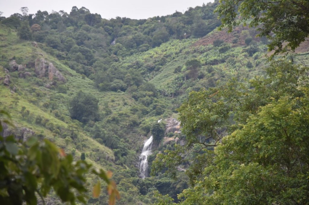 The forest around the Adukkam nursery