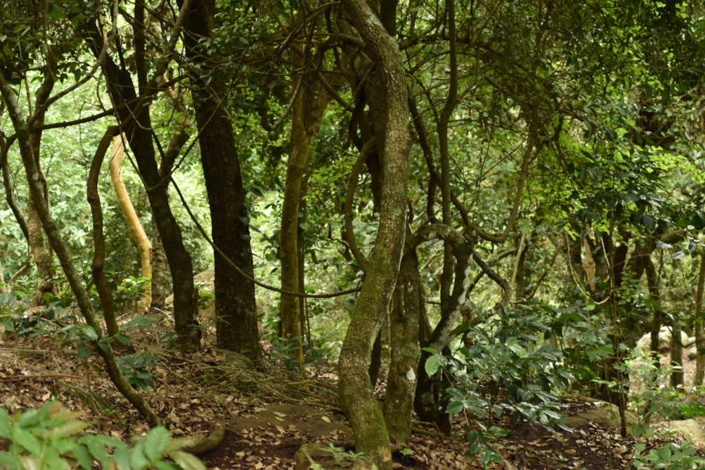 Within the Adukkam nursery garden