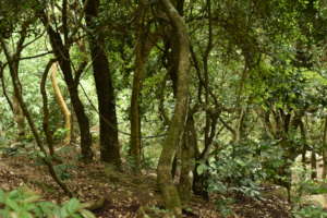 Within the Adukkam nursery garden