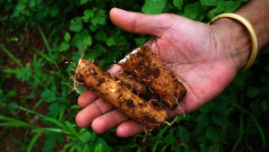 Freshly dug nutritious tubers