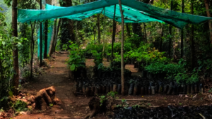 Seedlings in the nursery