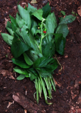 A bouquet of fresh, leafy greens