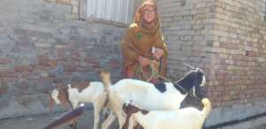 one beneficiary having her own livestock