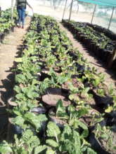 Horticulture