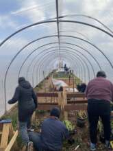 Transplanting starts for McNary Community Garden