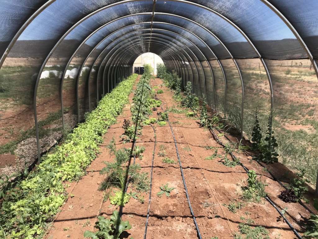 Decolonizing Education with White Mountain Apaches