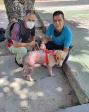Rescued with severe scabies