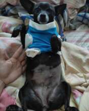 Veterinary care for low income families