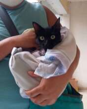 Spay and Neuter working day