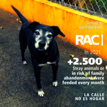 Total monthly feeded animals 2021