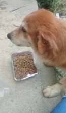 Food Bank stray dog beneficiary