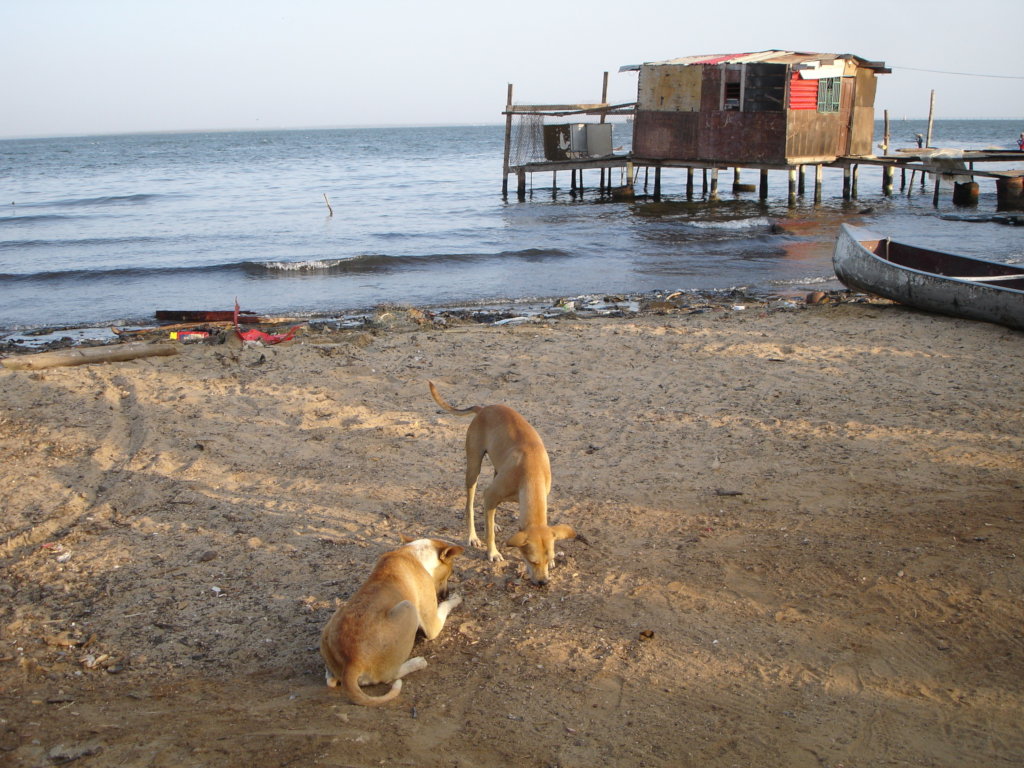 Give +10k dogs&cats in Venezuela a second chance