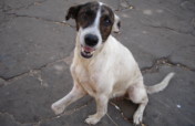 Give +10k dogs&cats in Venezuela a second chance