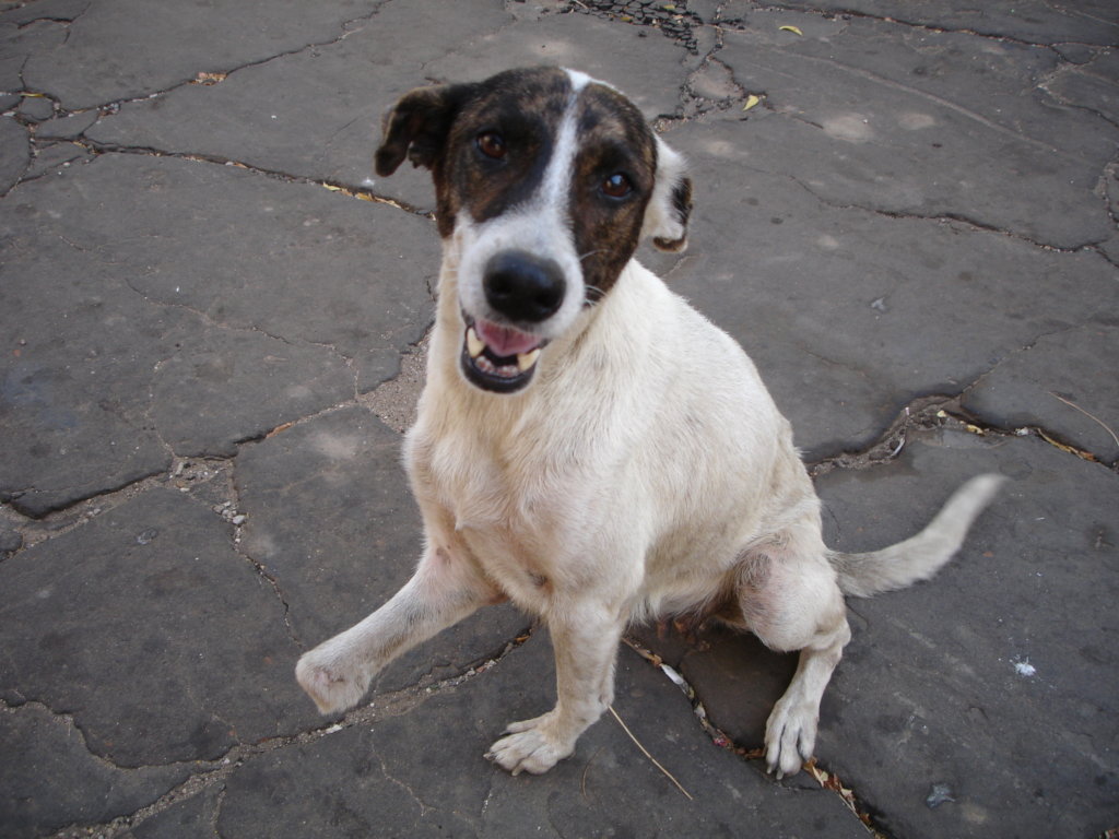 Give +10k dogs&cats in Venezuela a second chance