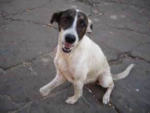 Give +10k dogs&cats in Venezuela a second chance