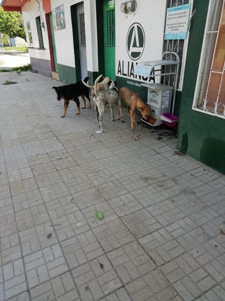 Second chances for stray dogs in Tela-Honduras