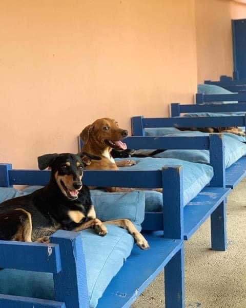 Second chances for stray dogs in Tela-Honduras