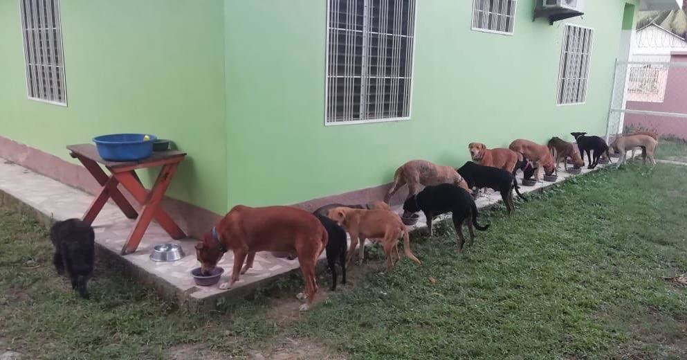 Second chances for stray dogs in Tela-Honduras