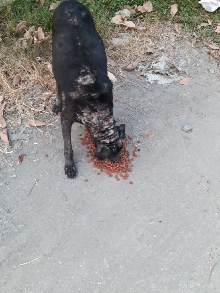 Second chances for stray dogs in Tela-Honduras