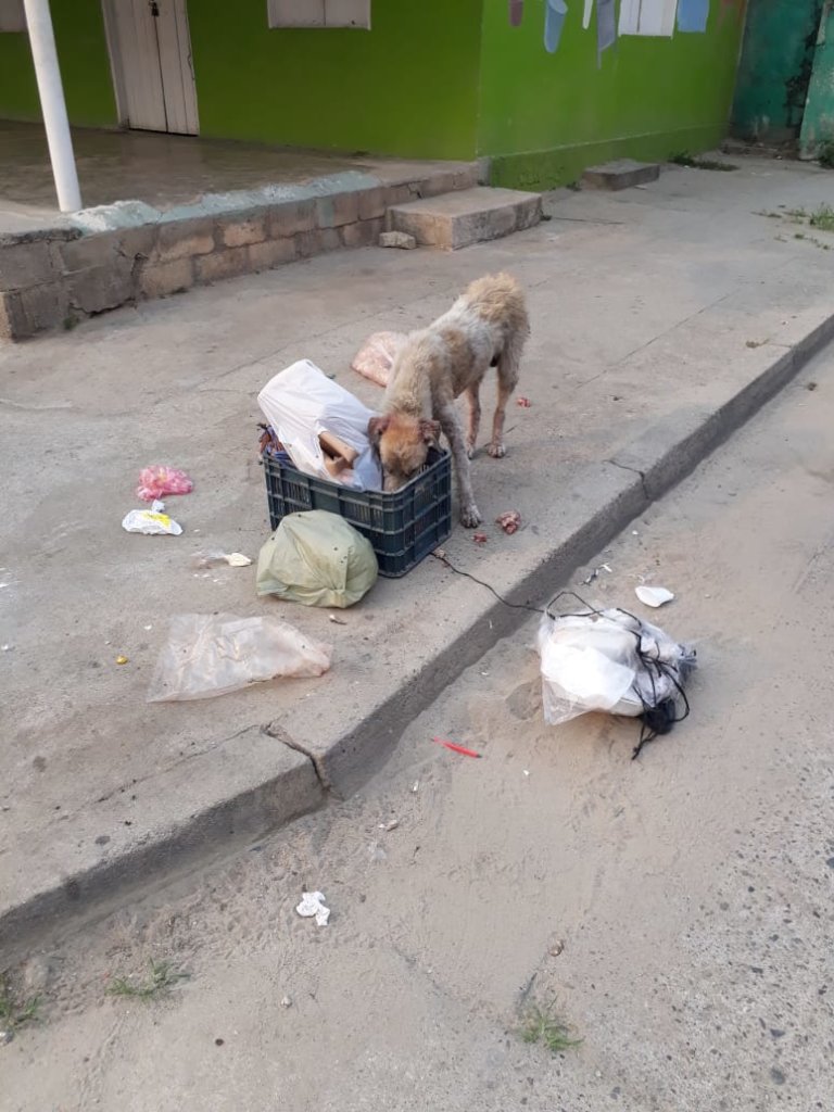 Second chances for stray dogs in Tela-Honduras