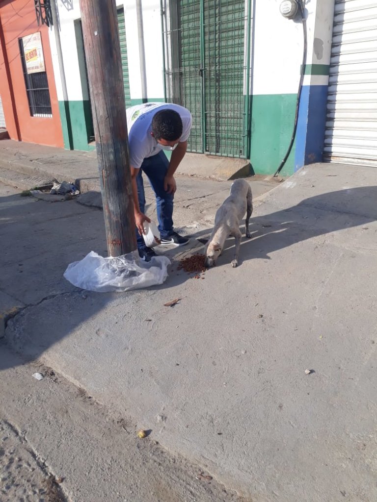 Second chances for stray dogs in Tela-Honduras