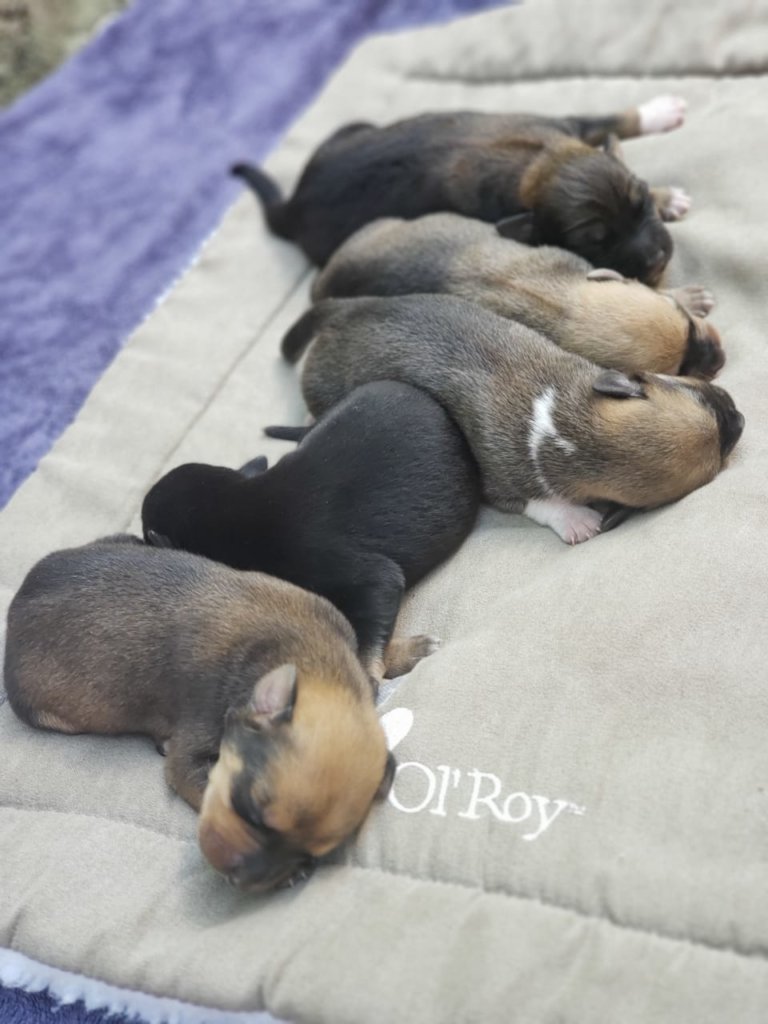 Second chances for stray dogs in Tela-Honduras