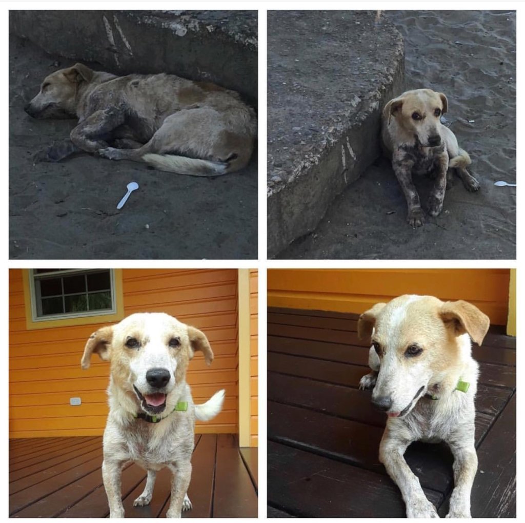 Second chances for stray dogs in Tela-Honduras
