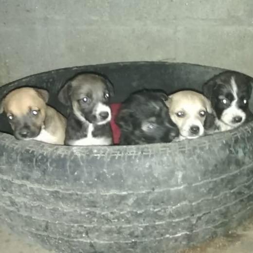 Second chances for stray dogs in Tela-Honduras