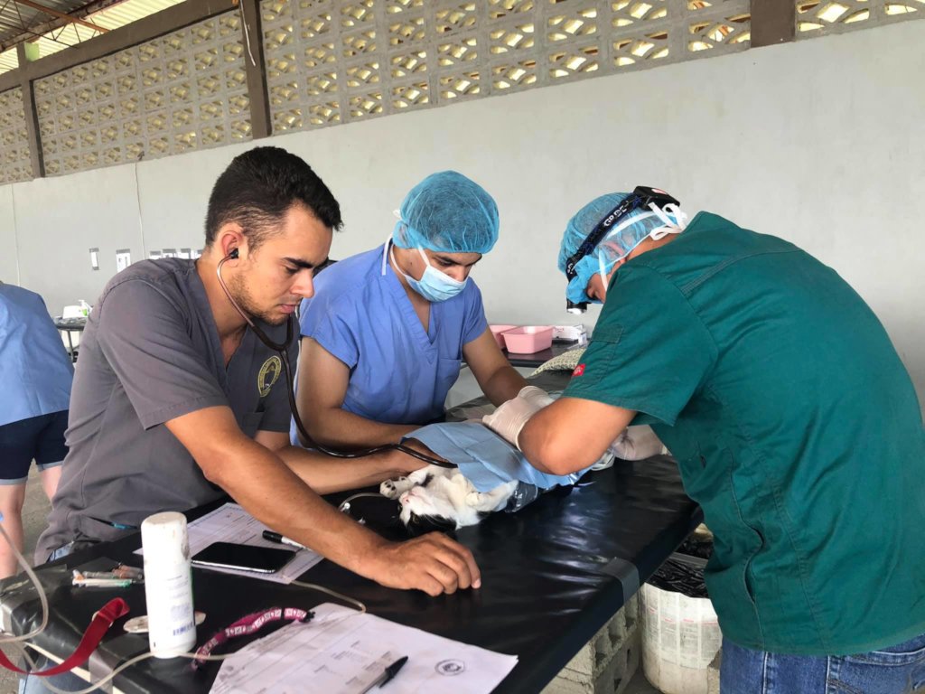 Second chances for stray dogs in Tela-Honduras