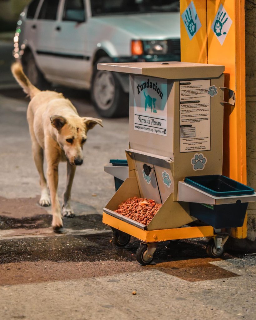 Second chances for stray dogs in Tela-Honduras