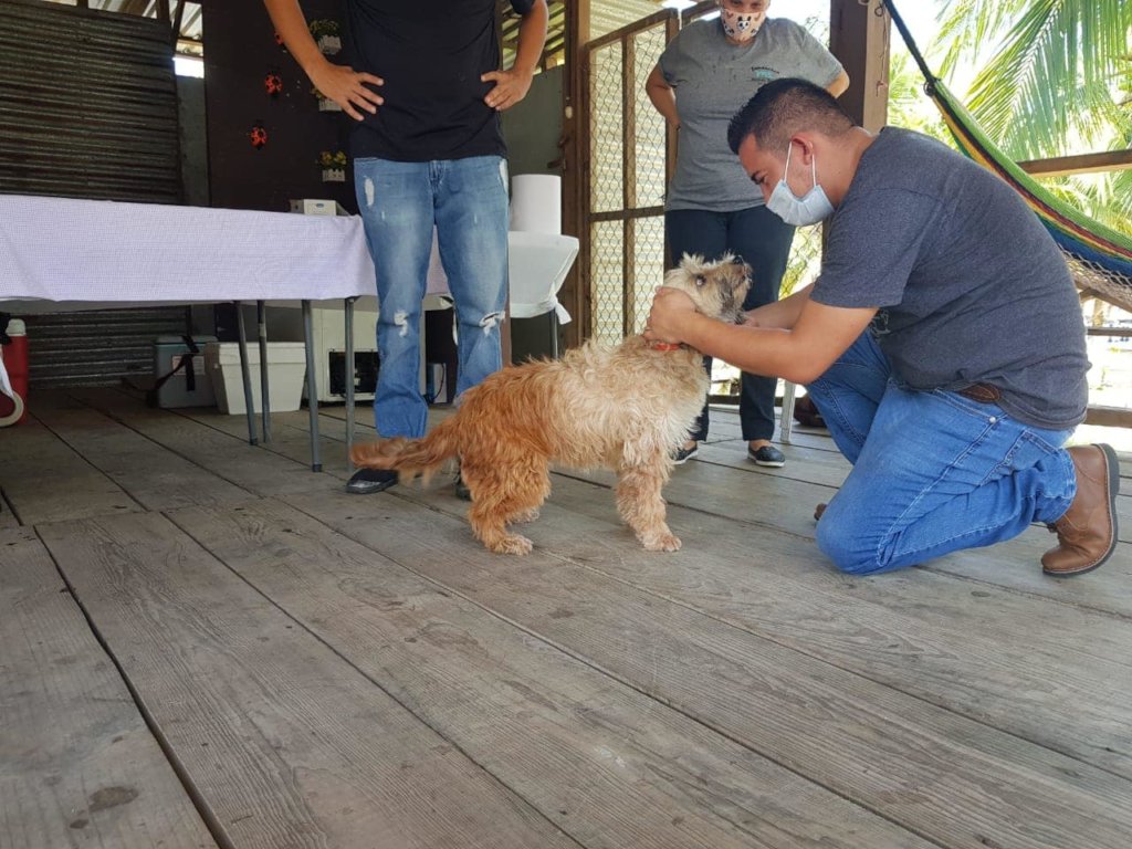 Second chances for stray dogs in Tela-Honduras