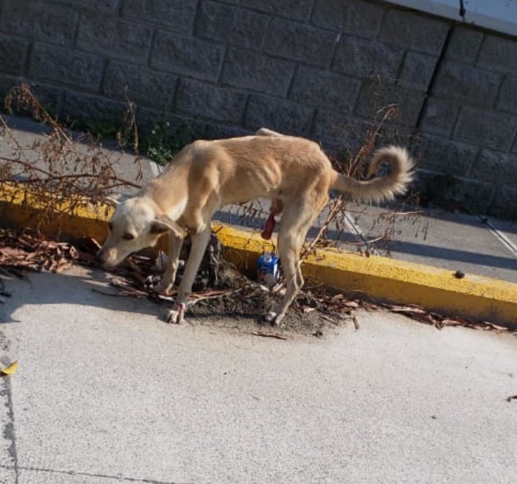 Second chances for stray dogs in Tela-Honduras