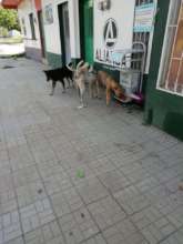 Public feeders for stray dogs