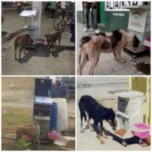 Public feeders for stray dogs