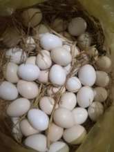 Chicken farming